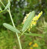 komonice nejvyšší <i>(Melilotus altissimus)</i> / List