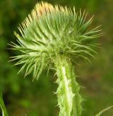 ostropes trubil <i>(Onopordum acanthium)</i> / Květ/Květenství