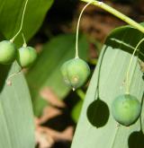 kokořík mnohokvětý <i>(Polygonatum multiflorum)</i> / Plod