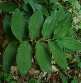 kokořík mnohokvětý <i>(Polygonatum multiflorum)</i> / Habitus
