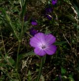 koukol polní <i>(Agrostemma githago)</i> / Květ/Květenství