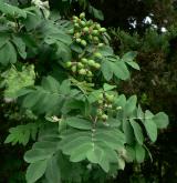 jeřáb oskeruše <i>(Sorbus domestica)</i> / Plod