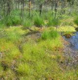 Mírně kyselá rašeliniště a rašelinné louky <i>(Caricion canescenti-nigrae)</i> / Porost