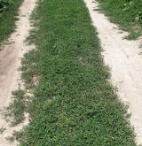 Jednoletá sešlapávaná vegetace suchých stanovišť <i>(Coronopodo-Polygonion arenastri)</i> / Porost