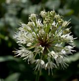 česnek hadí <i>(Allium victorialis)</i> / Květ/Květenství