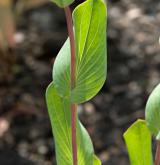 prorostlík okrouhlolistý <i>(Bupleurum rotundifolium)</i> / Stonek