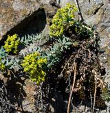 pryšec sivý <i>(Euphorbia seguieriana)</i> / Habitus