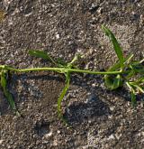 černýš hřebenitý <i>(Melampyrum cristatum)</i> / Habitus