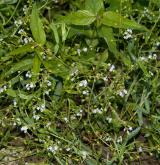 pomněnka trsnatá <i>(Myosotis caespitosa)</i> / Habitus