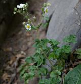 mochna skalní <i>(Potentilla rupestris)</i> / Habitus