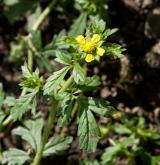 mochna poléhavá <i>(Potentilla supina)</i> / Habitus