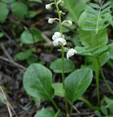 hruštička okrouhlolistá <i>(Pyrola rotundifolia)</i> / Habitus