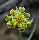 starček (pastarček) celolistý <i>(Tephroseris integrifolia)</i> / Květ/Květenství