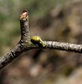 jmelí bílé <i>(Viscum album)</i> / Ostatní