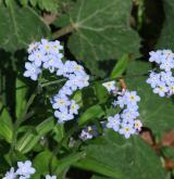 pomněnka lesní <i>(Myosotis sylvatica)</i> / Květ/Květenství