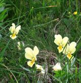 violka žlutá <i>(Viola lutea)</i> / Habitus