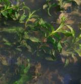 Vegetace převážně ponořených vodních rostlin zakořeněných ve dně <i>(Potamion)</i> / Detail porostu