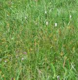 Horské trojštětové louky <i>(Polygono bistortae-Trisetion flavescentis)</i> / Porost