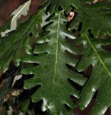 dub uherský <i>(Quercus frainetto)</i> / List