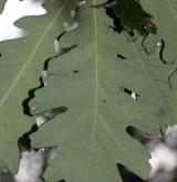 dub uherský <i>(Quercus frainetto)</i> / List