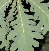 dub uherský <i>(Quercus frainetto)</i> / List