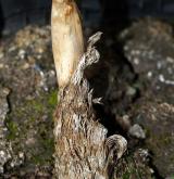 česnek hadí <i>(Allium victorialis)</i> / Zásobní orgán/orgán klonálního růstu