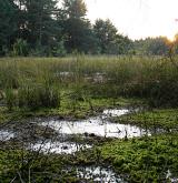 Vegetace vrchovištních šlenků <i>(Sphagnion cuspidati)</i> / Porost