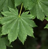 javor takesimský <i>(Acer takesimense)</i> / List