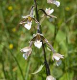 kruštík bahenní <i>(Epipactis palustris)</i> / Květ/Květenství