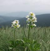 sasanka narcisokvětá <i>(Anemone narcissiflora)</i> / Habitus