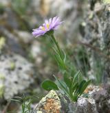 hvězdnice alpská <i>(Aster alpinus)</i> / Habitus