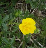mochna zlatá <i>(Potentilla aurea)</i> / Habitus