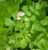 žluťucha orlíčkolistá <i>(Thalictrum aquilegiifolium)</i> / Habitus