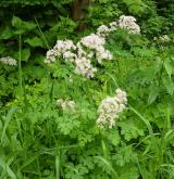 žluťucha orlíčkolistá <i>(Thalictrum aquilegiifolium)</i> / Habitus