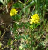 jetel ladní <i>(Trifolium campestre)</i> / Habitus