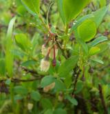 brusnice bahenní <i>(Vaccinium uliginosum)</i> / Květ/Květenství