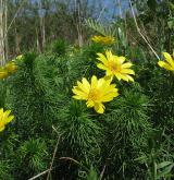 hlaváček jarní <i>(Adonis vernalis)</i> / Habitus