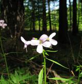 kyčelnice cibulkonosná <i>(Dentaria bulbifera)</i> / Květ/Květenství