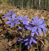 jaterník podléška <i>(Hepatica nobilis)</i> / Habitus