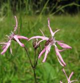 kohoutek luční <i>(Lychnis flos-cuculi)</i> / Květ/Květenství