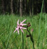 kohoutek luční <i>(Lychnis flos-cuculi)</i> / Květ/Květenství