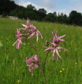 kohoutek luční <i>(Lychnis flos-cuculi)</i> / Květ/Květenství