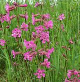  smolnička obecná <i>(Lychnis viscaria)</i> / Habitus