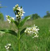 tolita lékařská <i>(Vincetoxicum hirundinaria)</i> / Habitus