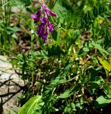kopyšník tmavý <i>(Hedysarum hedysaroides)</i> / Habitus