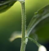 kokořík širolistý <i>(Polygonatum latifolium)</i> / Stonek