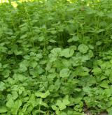 Ruderální vegetace poléhavých terofytů na živinami bohatých půdách <i>(Malvion neglectae)</i> / Porost