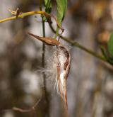 tolita lékařská <i>(Vincetoxicum hirundinaria)</i> / Plod
