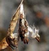 tolita lékařská <i>(Vincetoxicum hirundinaria)</i> / Plod