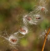 tolita lékařská <i>(Vincetoxicum hirundinaria)</i> / Plod